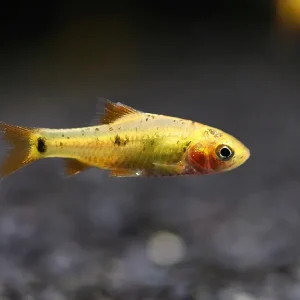 Gold Barb (Puntius semifasciolatus) – Tank Bred