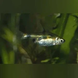 Gold Clown Barb