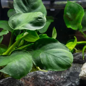 Gold Coin Anubias (Anubias barteri “Round Leaf”), Bare Root