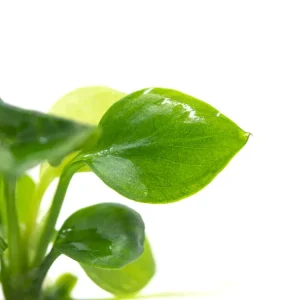 Gold Coin Anubias (Anubias barteri “Round Leaf”) Tissue Culture