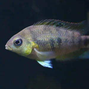 Gold Convict Cichlid (Amatitlania nanolutea "Gold") – Locally Bred