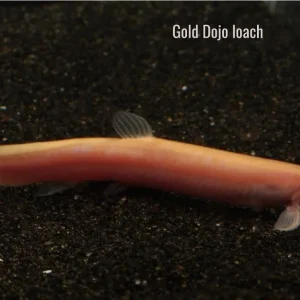 Gold Dojo Loach