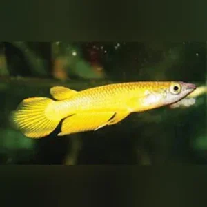 Gold Dream Panchax