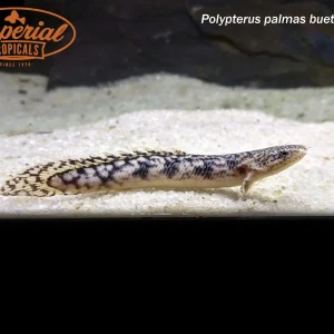 Gold Dust Bichir