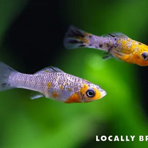 Gold Dust Sailfin Molly (Poecilia latipinna)