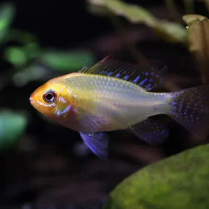 Gold Face Electric Blue Ram Cichlid (Mikrogeophagus ramirezi "Gold Face Electric Blue") - Tank-Bred!