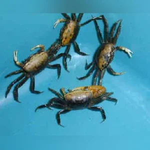 Gold Fiddler Crab