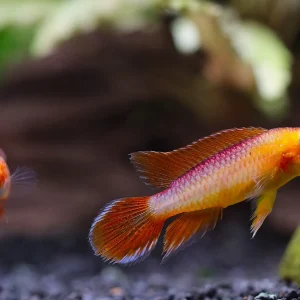 Gold Fire Red Agassizi's Dwarf Cichlid (Apistogramma cf. agassizii), Tank-Bred