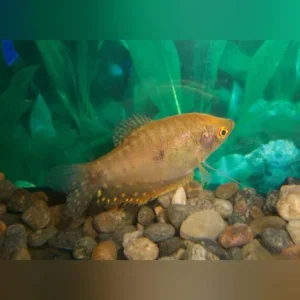 Gold Gourami