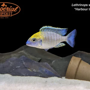 Gold "Harbour Island" Lethrinops