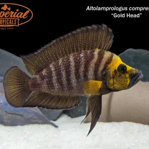 Gold Head Compressiceps