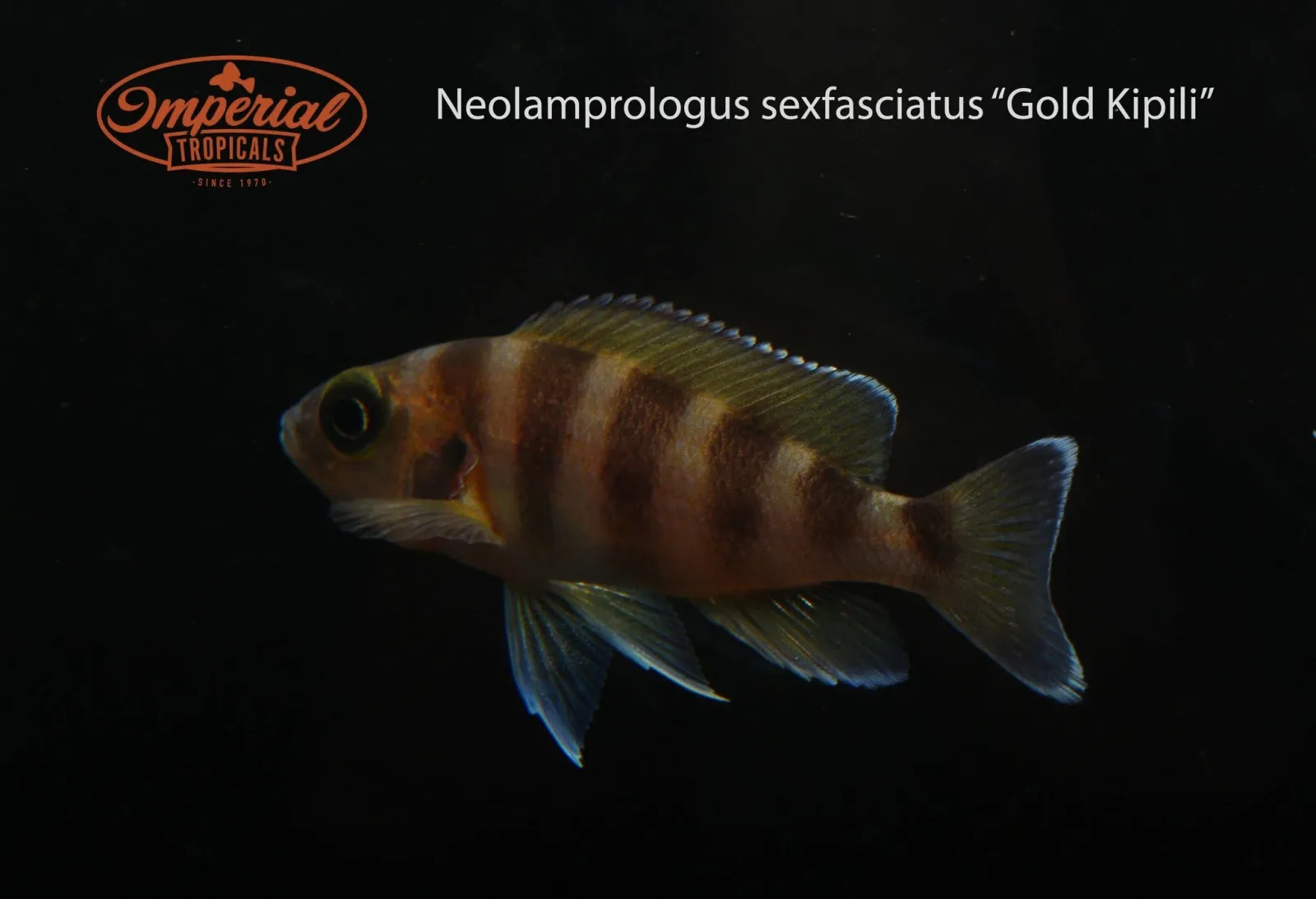 Gold Kipili (Neolamprologus sexfasciatus) - Image 2