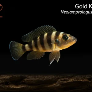 Gold Kipili (Neolamprologus sexfasciatus)