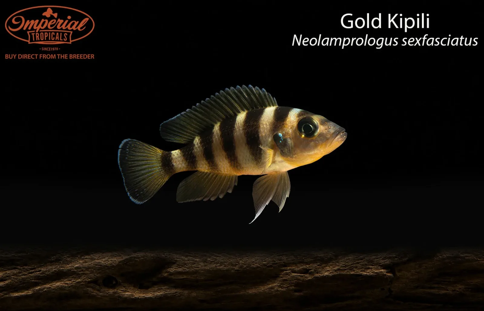 Gold Kipili (Neolamprologus sexfasciatus)