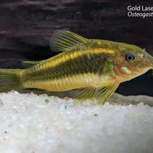 Gold Laser Osteogaster