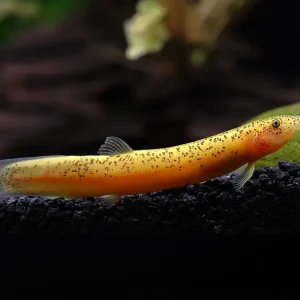Gold Leopard Dojo Loach (Misgurnus anguillicaudatus) – Tank-Bred