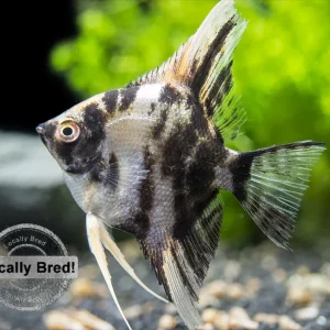 Gold Marble Angelfish (Pterophyllum scalare), Locally-Bred