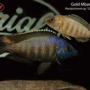 Gold Mbamba Bay