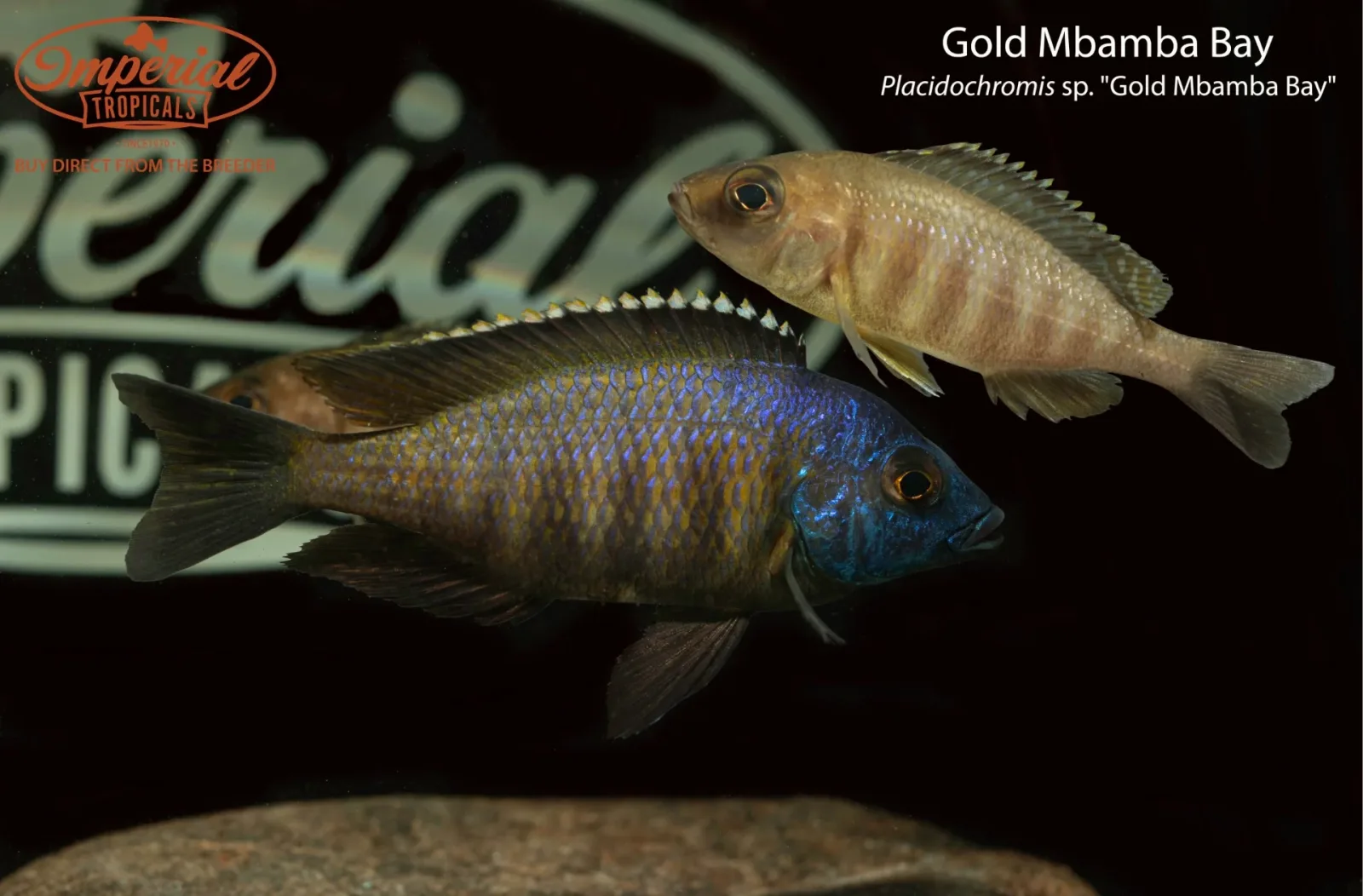 Gold Mbamba Bay