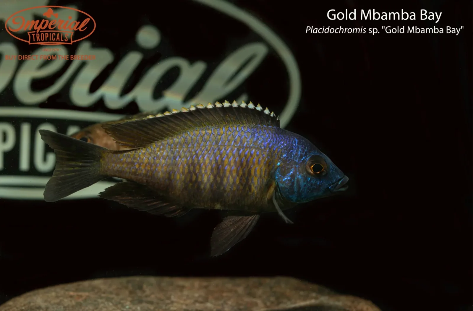 Gold Mbamba Bay - Image 2