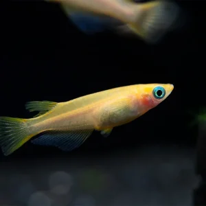 Gold Medaka Ricefish aka Japanese Ricefish/Killifish (Oryzias latipes "Gold") - Tank-Bred!