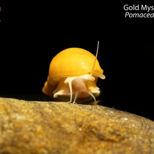 Gold Mystery Snail (Pomacea bridgesii)