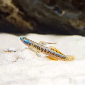 Gold Neon Dwarf Goby (Stiphodon percnopterygionus)