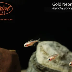 Gold Neon Tetra (Paracheirodon innesi)