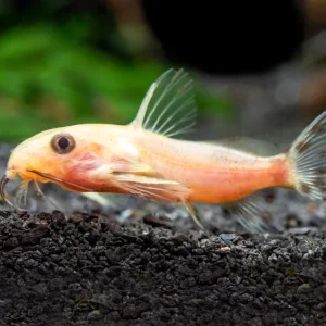 Gold Nigrita AKA False Upside-Down Catfish (Synodontis nigrita), Tank-Bred!