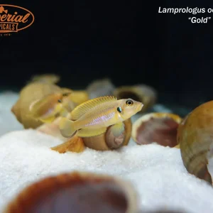 Gold Ocellatus
