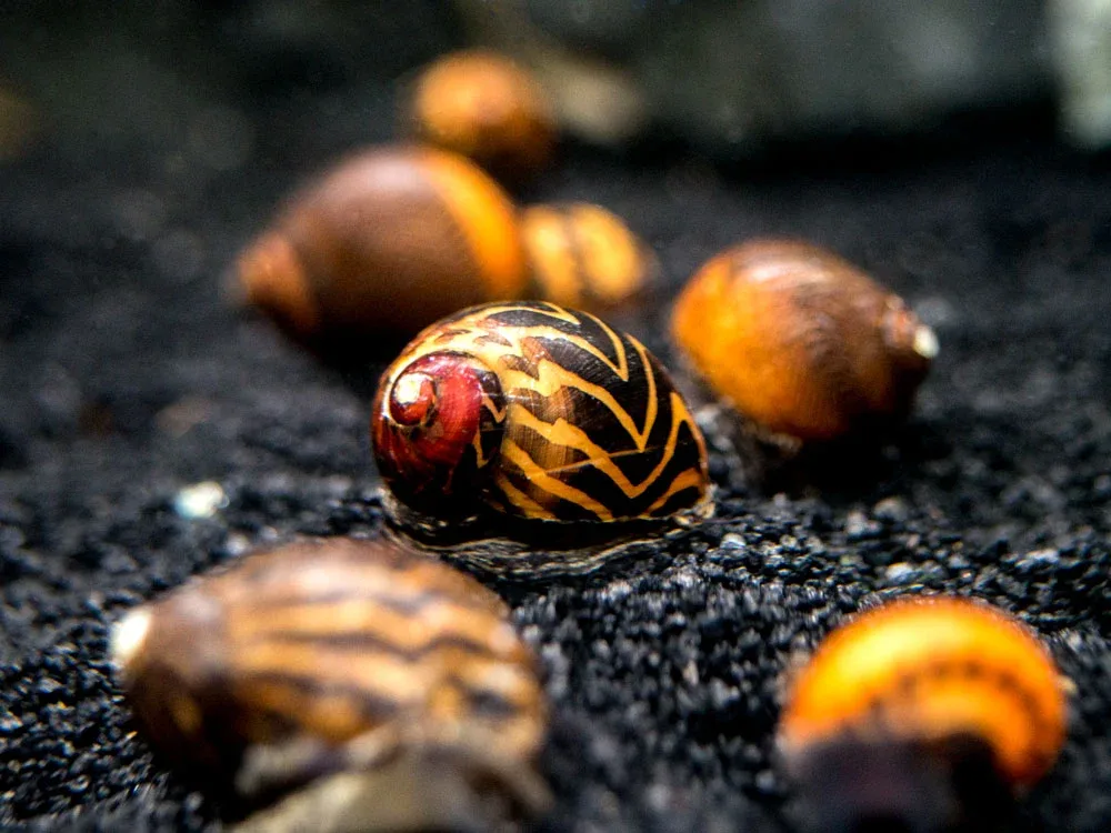 Gold Racer Nerite Snail (Vittina waigiensis) - Image 2