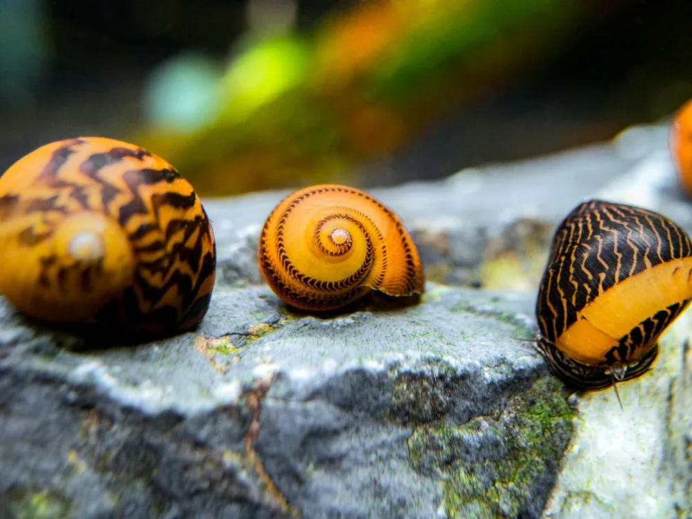 Gold Racer Nerite Snail (Vittina waigiensis)