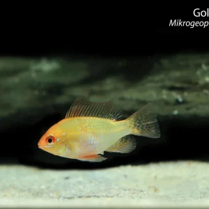 Gold Ram (Mikrogeophagus ramirezi)