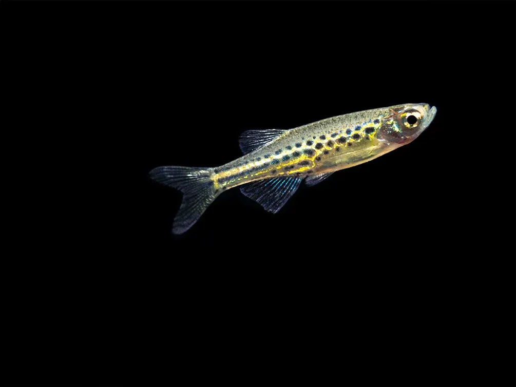 Gold Ring Danio (Brachydanio tinwini) - Image 2