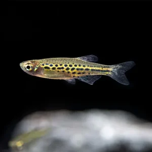 Gold Ring Danio (Brachydanio tinwini)