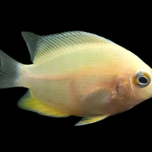Gold Severum AKA Gold Banded Cichlid (Heros cf. efasciatus FKA H. severus), Tank-Bred