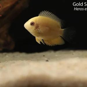 Gold Severum (Heros efasciatus)