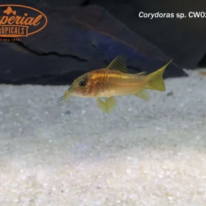 Gold Stripe Osteogaster (Osteogaster sp. CW023)