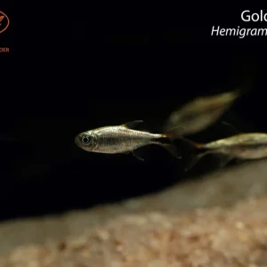 Gold Tetra (Hemigrammus rodwayi)