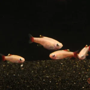 Gold White Cloud Mountain Minnow