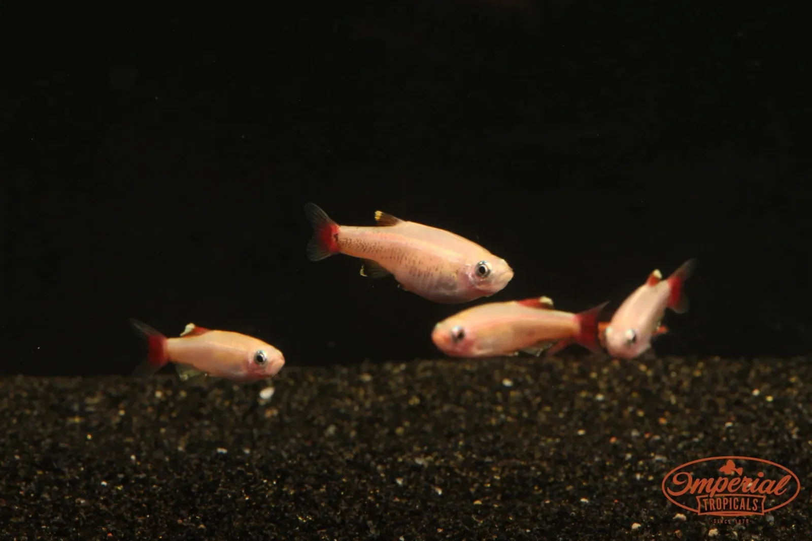 Gold White Cloud Mountain Minnow
