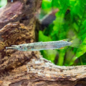 Gold Wrestling Halfbeak (Dermogenys pusilla) - Tank-Bred!