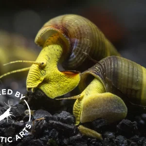 Gold/Yellow Giant Sulawesi Rabbit Snail (Tylomelania sarasinorum), BREDBY: AQUATIC ARTS
