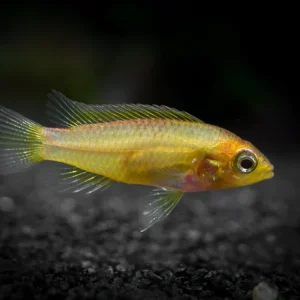 Golden Agassizi's Dwarf Cichlid (Apistogramma cf. agassizii "Golden") - TANK-BRED!!!