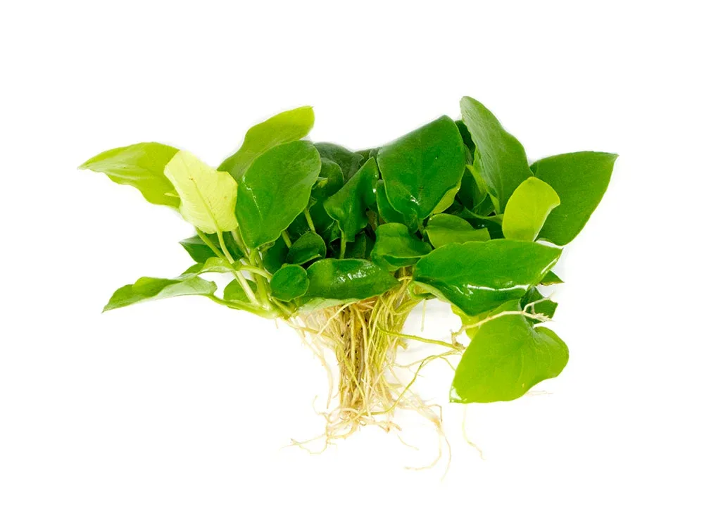 Golden Anubias Nana (Anubias barteri var. “Golden nana”), Bare Root - Image 2