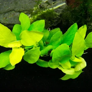Golden Anubias Nana (Anubias barteri var. “Golden nana”), Bare Root