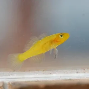 Golden Baby Goby