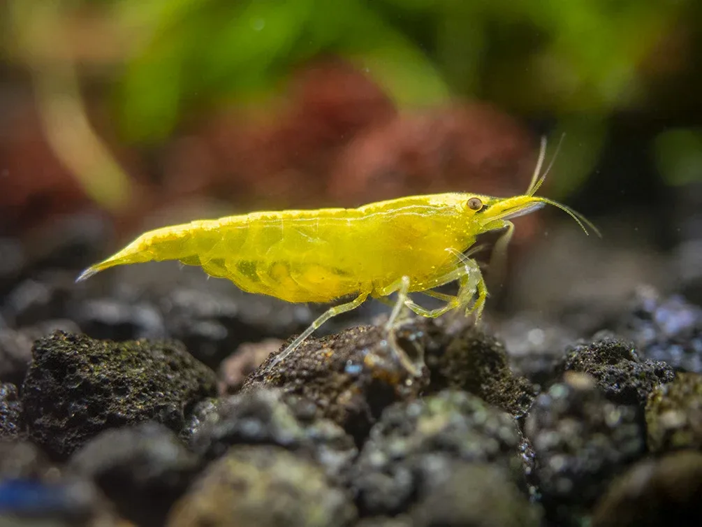 Golden Back Yellow Shrimp Breeder Combo Box - Image 2