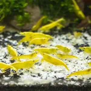 Golden Back Yellow Shrimp Breeder Combo Box