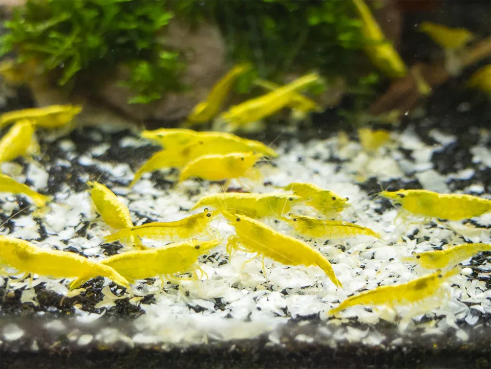 Golden Back Yellow Shrimp Breeder Combo Box